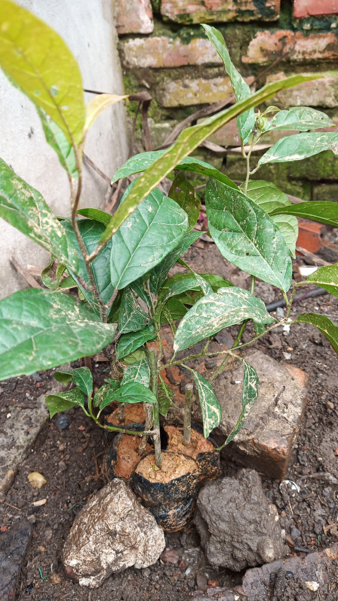 Đã nhận hàng. Đóng gói cẩn thận. Màu mã được, chất lượng thì chưa dùng nên không thể đánh giá. ok