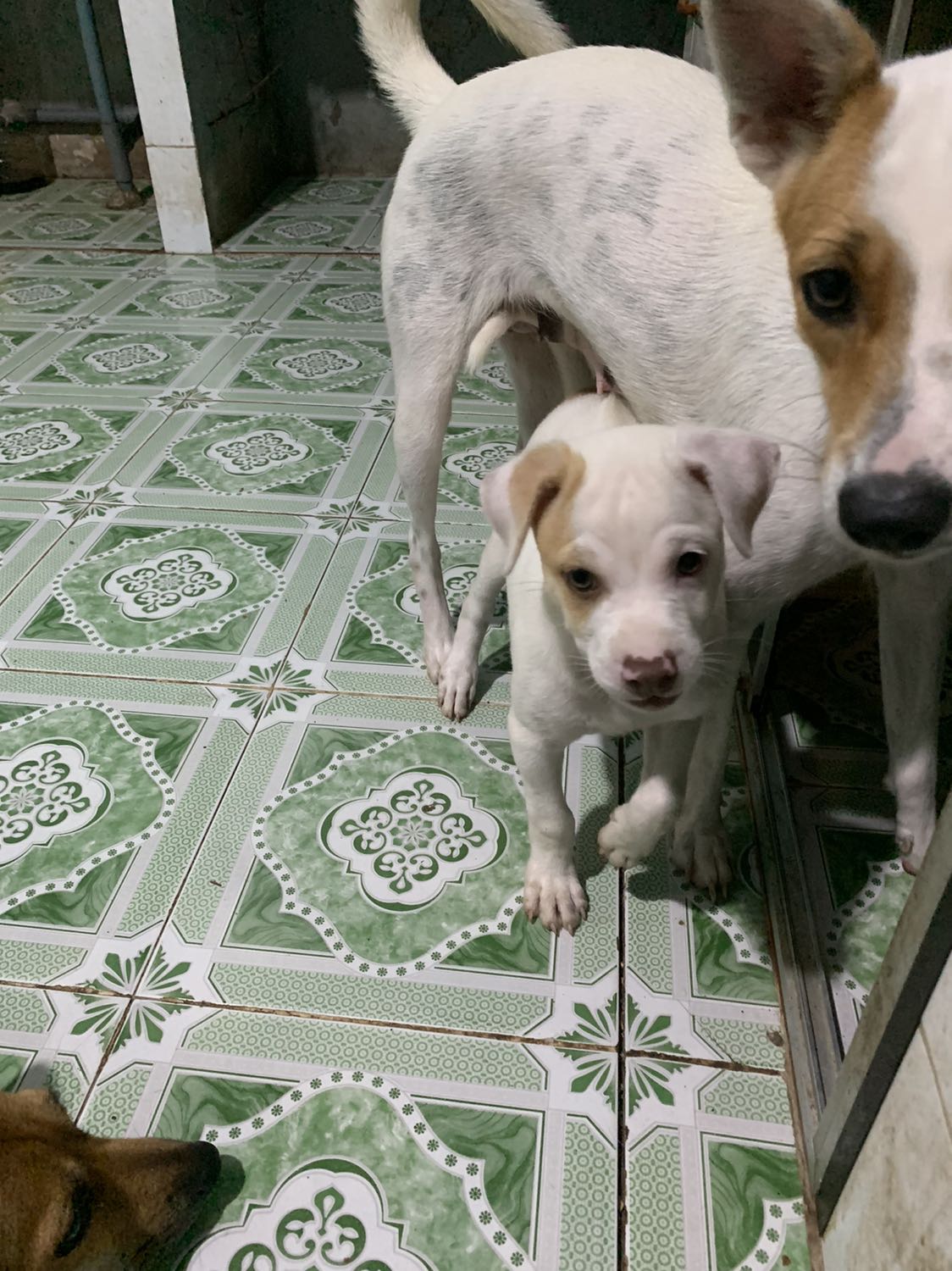 Cảm ơn tiki nhiều lắm . Tiki