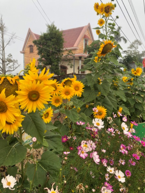 Giao hàng nhanh, hạt giống nảy mầm chuẩn