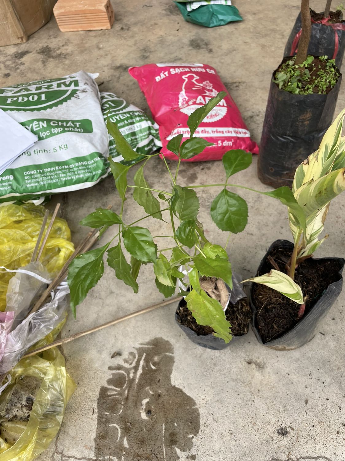 Bé với thô hơn so với hình ảnh shop quảng cáo, và bị gãy mất cái ngọn .