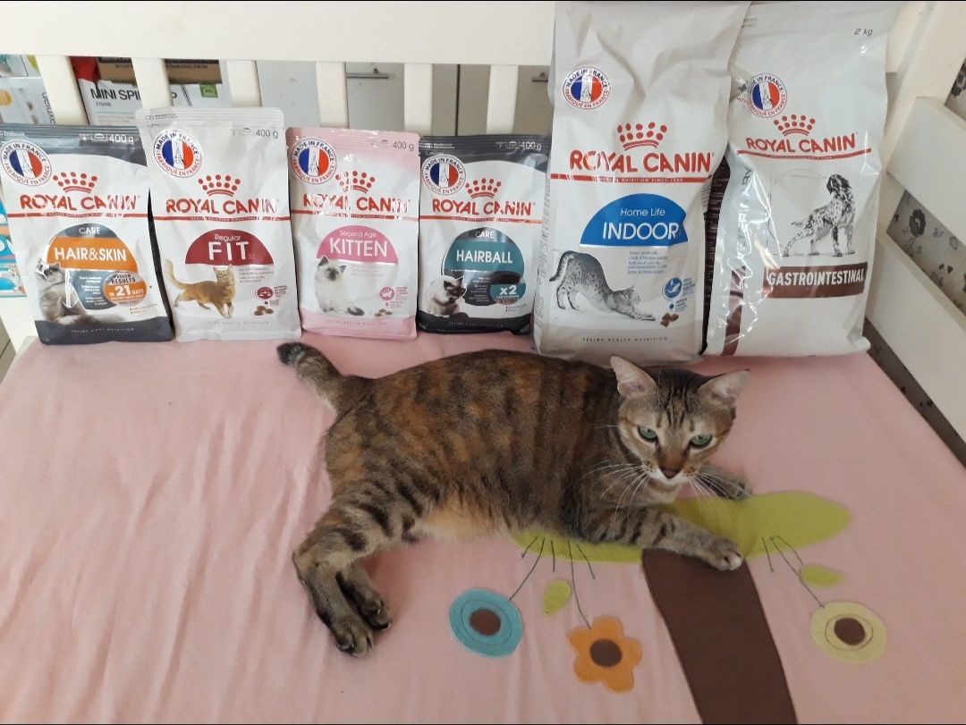 Hạn sử dụng còn dài, ko có thùng, bỏ bịch nhưng đóng gói khá kỹ mà ko ưng lắm vì shop dán băng keo từa lưa nênn tháo khó, và dính.