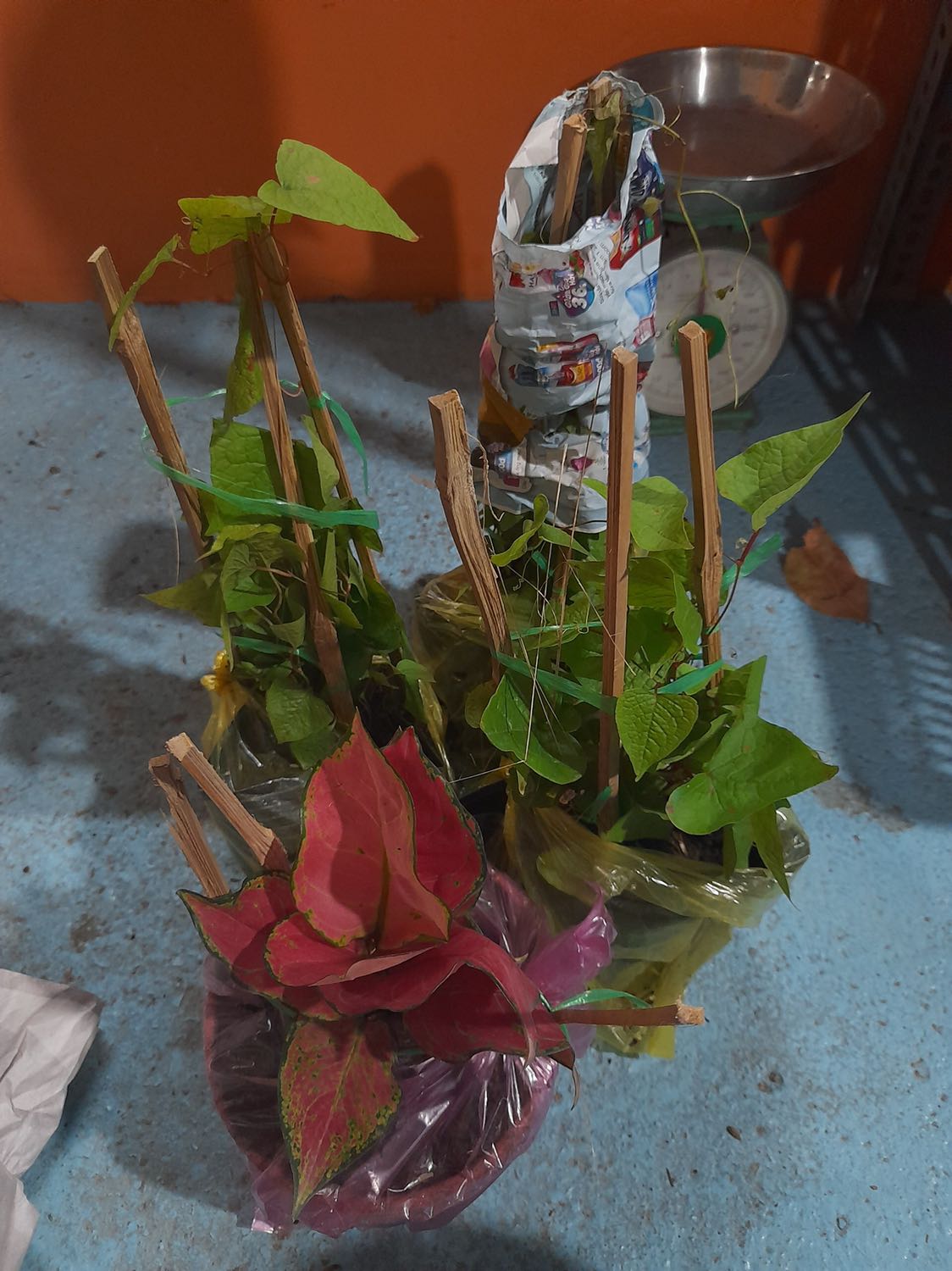 Cây được đóng gói kỹ càng, mình đặt cây thuỷ sinh nhưng chắc do vận chuyển đường xa nên shop để vào chậu đất. Shop tư vấn nhiệt tình, giao hàng nhanh chóng.