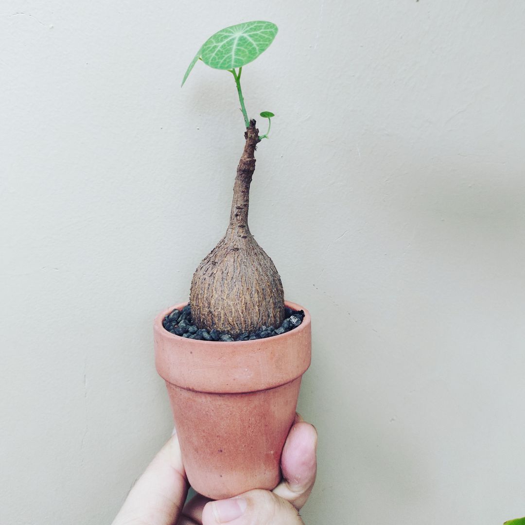 dùng ok , ship hơi lâu