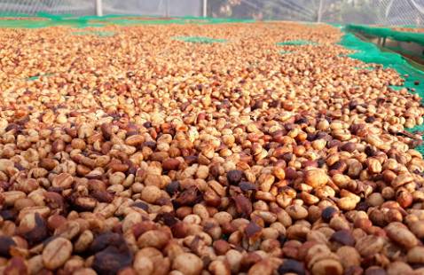 Sản phẩm được chọn lựa những quả cà phê chín mọng, chăm sóc hữu cơ, phát triển hướng thiên nhiên làm tăng chất lượng , hương và vị của.cà phê. Rất phù hợp cho những người sành cà phê và bảo vệ sức khỏe