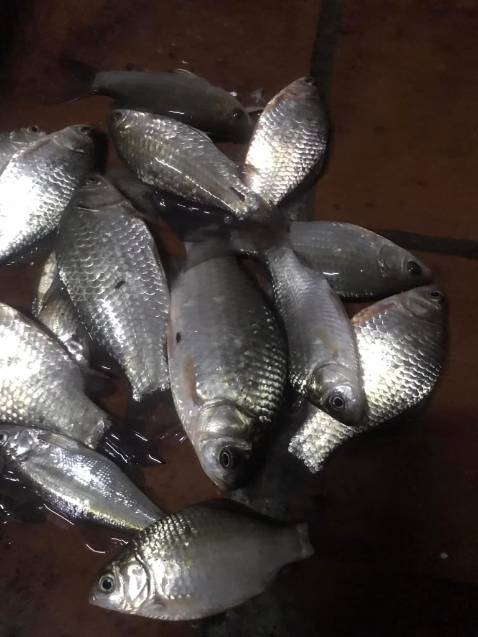 Hàng ok bao bọc kĩ và đúng hạn giao cảm ơn shop đã có tâm như thế.