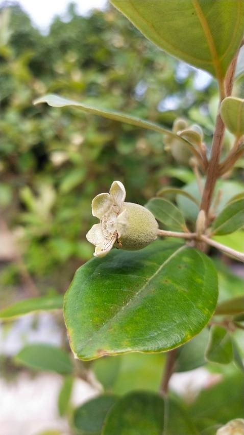 Pin tốt, made in japan chất lượng khỏi bàn, đóng từng viên 1 bảo quản thuận tiện. Rẻ hơn các shop khác ngoài thị trường. Cảm ơn shop. Pin tốt, made in japan chất lượng khỏi bàn, đóng từng viên 1 bảo quản thuận tiện. Rẻ hơn các shop khác ngoài thị trường. Cảm ơn shop.