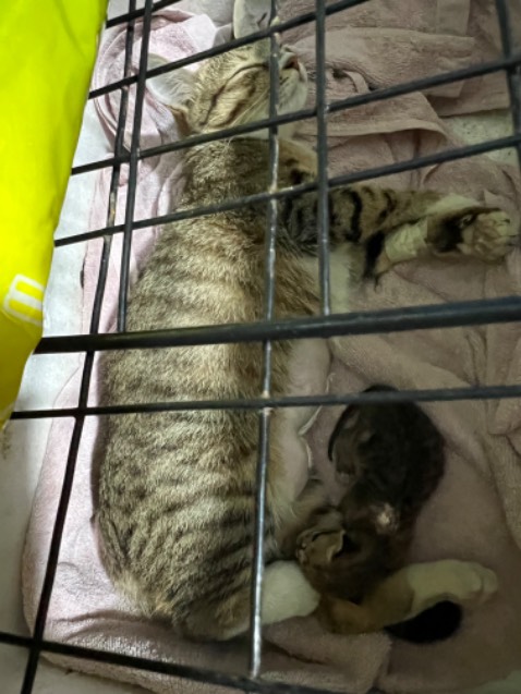 Không cần cài đặt, ghim là xài, tạm  thời ok, xem có bền không