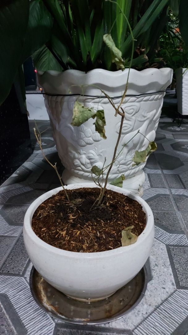Nhận cây thấy héo vài lá, trồng vào chậu chăm sóc kỹ theo dõi sau vài ngày thì héo hết lá, cây sắp khô. Buồn....
