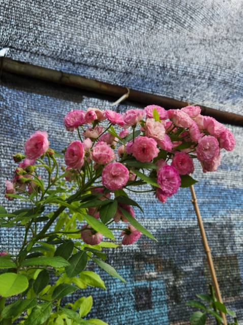 Sản phẩm PMP phong phú chủng loại và rất tốt cho hoa hồng. nên sử dụng vì là sản phẩm hữu cơ. Tiki giao hàng nhanh, shipper nhiệt tình.