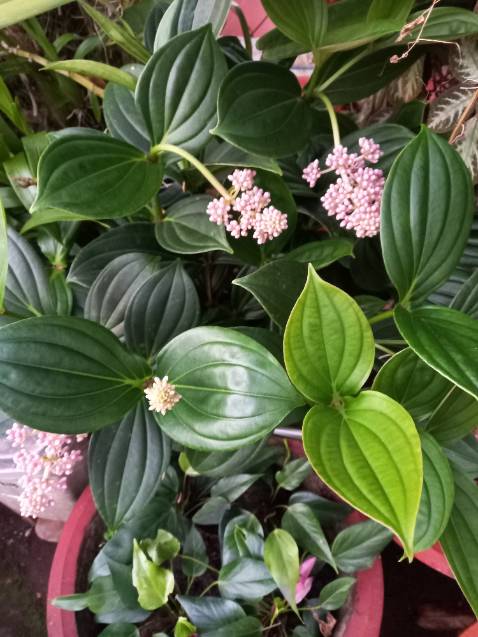 Cây giao nhỏ, mình trồng sau 3 tháng mới cho hoa, hoa bền đẹp