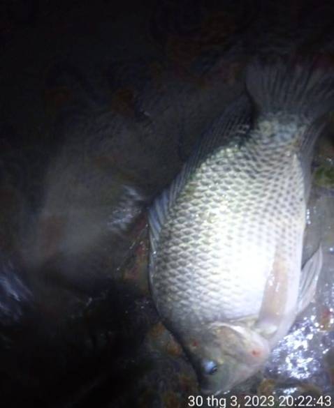 Giao hàng nhanh. Hàng nhìn cũng chắc chắn. Chưa câu nên chưa biết. Hình ảnh mang tính chất minh hoạt