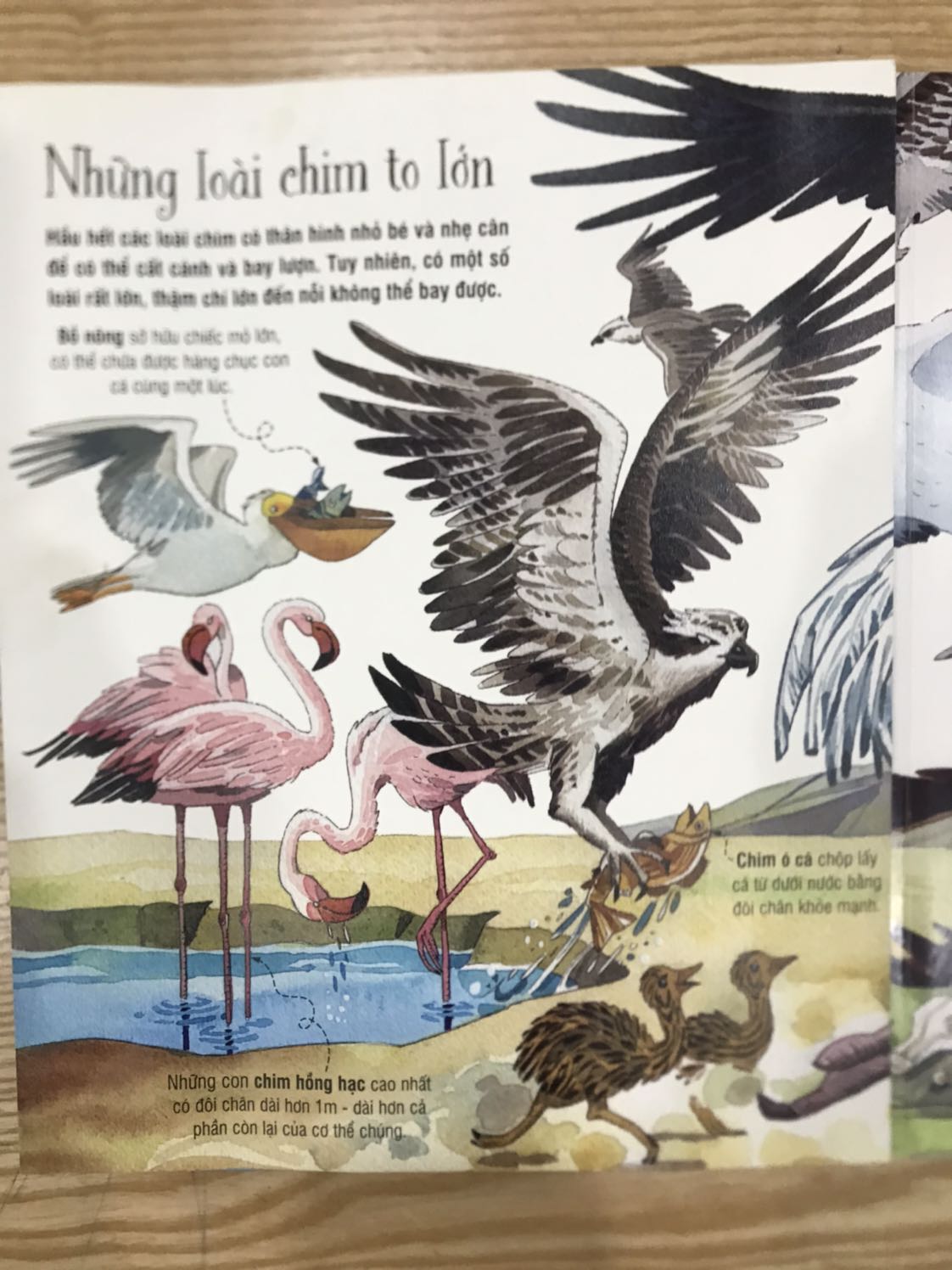 Sách rất hay luôn. Khổ lớn, tranh ảnh và nội dung đều ok. Bé rất thích. Cuốn này nên mua cho bé.