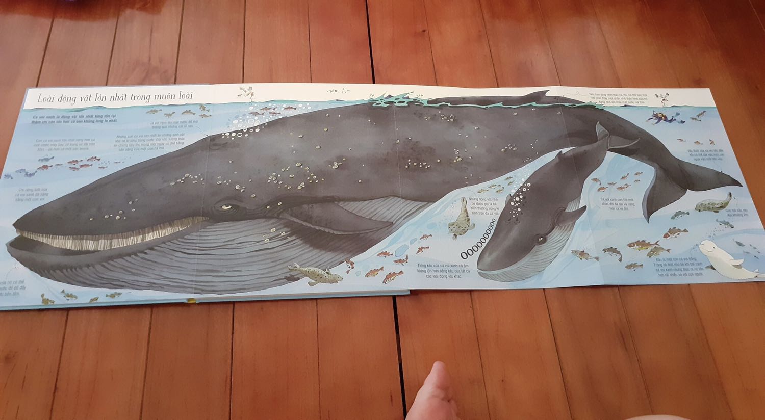 Đặt 1 cuốn tặng cho 1 bạn nhỏ :) và hình ảnh mẹ của bạn Feedback lại :v 
Nên gửi lại tặng shop :)