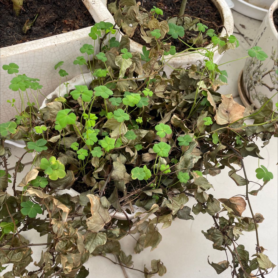 Cây mua về mau chết quá. Không vui lắm.