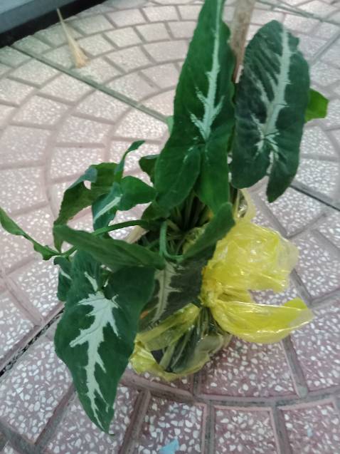 Mua hoa hồng mà giao trầu bà