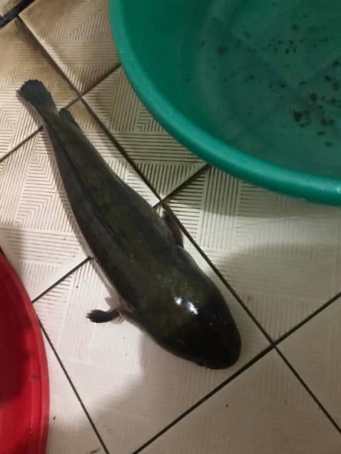 Sảnbphaam rdidngs mô tả, giao hàng nhanh, sẽ ủng hộ tiếp