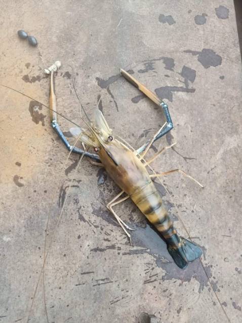 Đẹp xịn rẻ mn nên mua đi nkaaaaaaaaaaaaaaaaaaaaaaaaaaaaaaaa