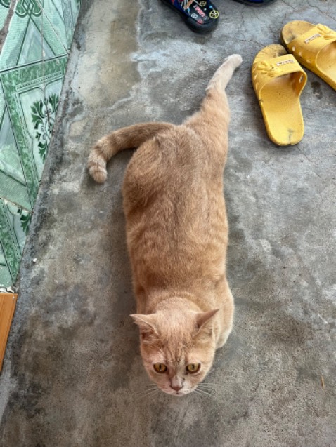 Không có ảnh nhưng thấy anh hai đi êm chân không than phiền gì ạ