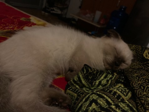 Tuyệt vời, chất lượng tôt, đóng gói cẩn thận, giao hàng đúng lúc