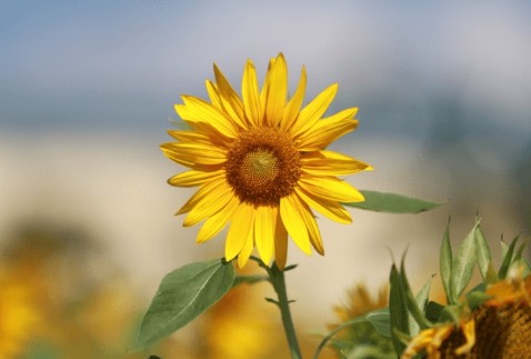 Hàng rất chất lượng, giá cả hợp lý, chúc shop thành công