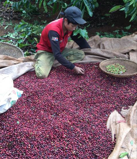 Đây là sản phẩm cao cấp của trang trại cà phê aeroco coffee. Họ thu hái trái chín 100%, sơ chế và bảo quản cầu kỳ nên chất lượng cà phê của phin giấy rất cao, hương thơm nhẹ nhàng, rất phù hợp với tôi.