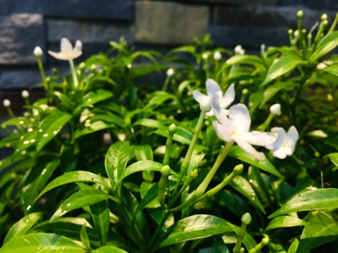 Đèn sử dụng tốt tiki rất uy tín mình tin tưởng tiki nên đặt hàng giao hàng kg cần kiểm vì gắn lên kg sáng tiki đều hỗ trợ đổi trả. Mua hàng trên tiki nhiều năm rồi thật sự dịch vụ chăm sóc khách hàng rất tốt