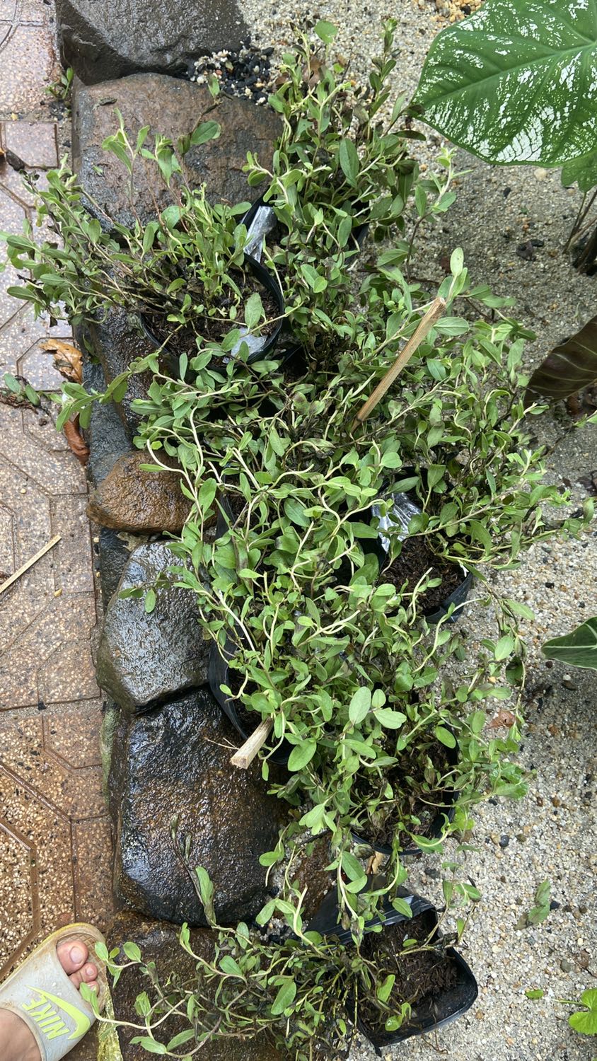 Xơ xác, mình nghĩ những cây này k nên mua online vì nó rất dễ thối mặc dù shop đã đóng gói rất kỷ