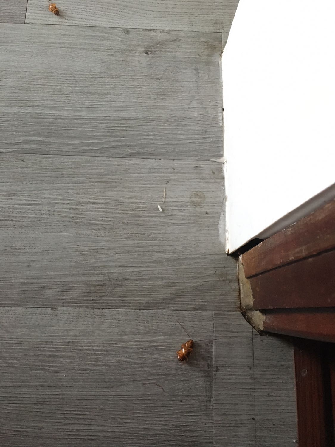 Không tin đc luôn, nhận hàng lúc chiều. Tối pha vào bình xịt thử. Chỉ xịt góc nhà thôi mà sáng ra hơn chục e gián lăn ra chết, còn e kiến thì mình nghĩ chắc chết cả tổ luôn rồi quá. Mình pha khá đặc vì nghĩ thuốc cũng nhẹ. *** thật. 50ml pha dc cho 5 lit lận.
Bình xịt bình thường phải nhìn tận mặt mấy e này mà xịt. Còn cái loại này chả cần. Xịt vào góc nào đo, mấy e đi qua tự chết. @@.
Mình  đọc comment thấy bảo mua của nhà này, nên chọn mua. Các nhà bán khác mình ko rõ sản phẩn có chất vậy ko thì ko biết nha.