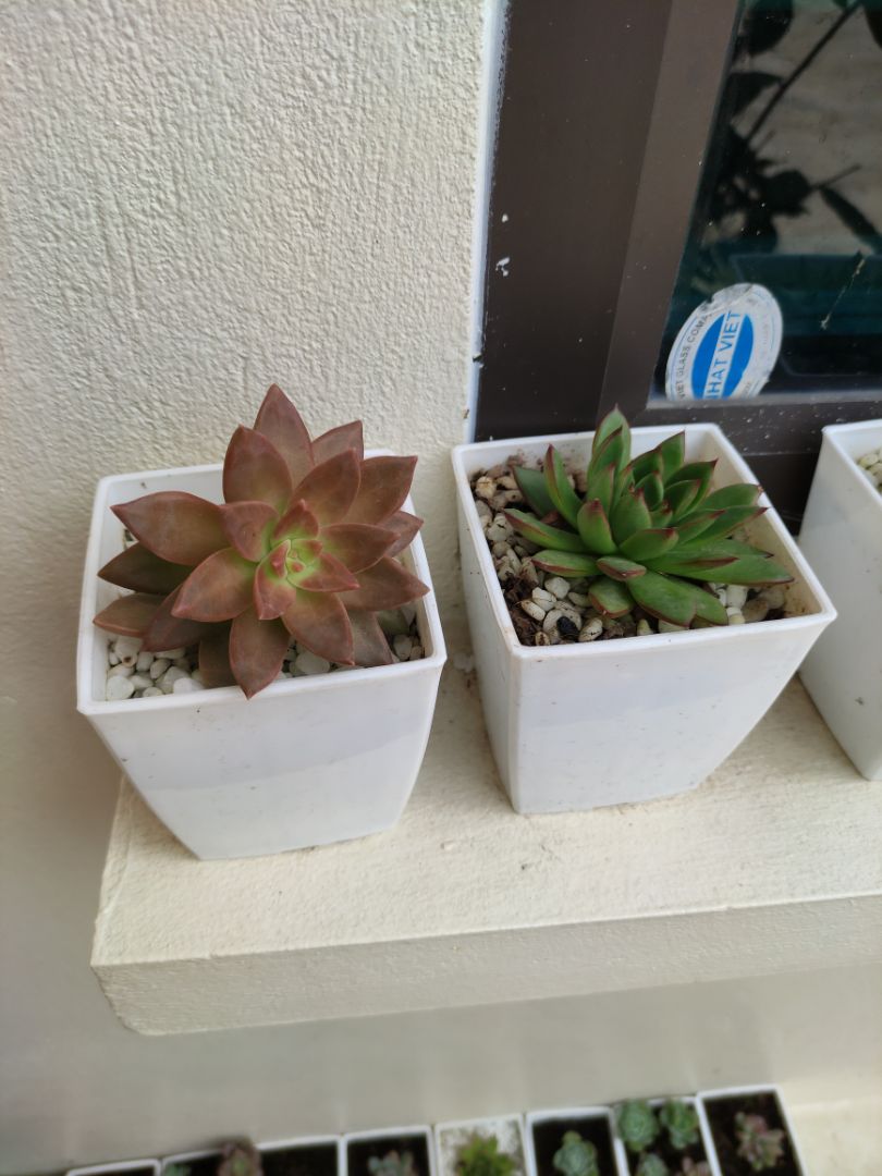 Chất lượng sản phẩm tốt
 Tiki đóng gói và giao hàng nhanh.        chăm sóc khách hàng tuyệt vời.                           Yêu TiKi now vì đc free ship. thank you tiki