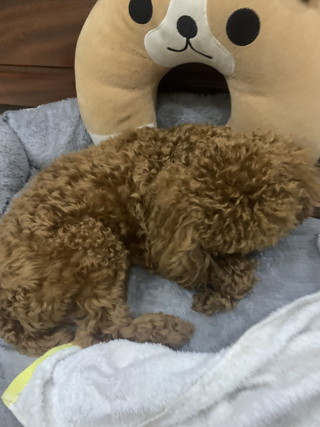 Sách được bao bọc cẩn thận, gọn gàng , có 1 2 chỗ bị nhăn