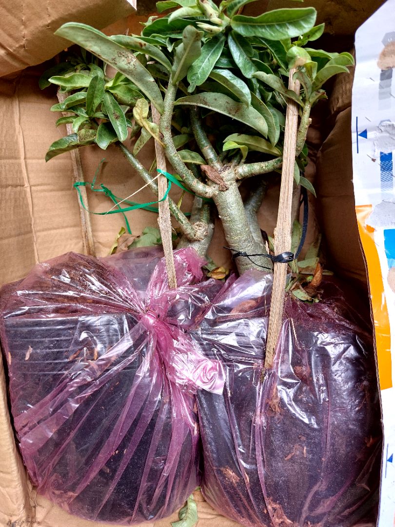 sản phẩm đúng yêu cầu, cây khỏe mạnh