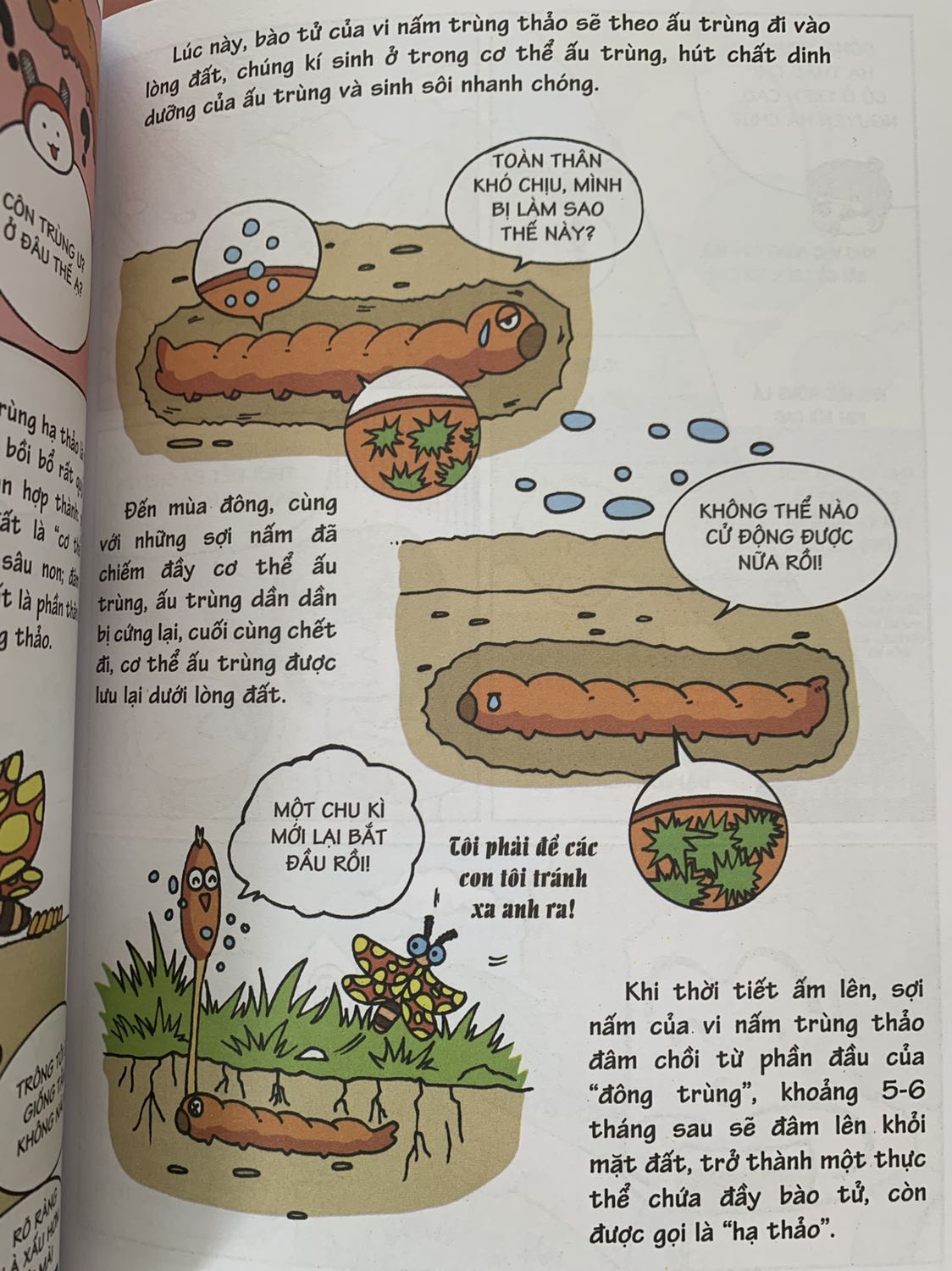 Bao nhiêu người biết đông trùng hạ thảo hình thành như thế nào nè? 
Những câu hỏi được giải đáp sinh động bằng những câu chuyến ngắn dí dỏm làm bé đọc và nhớ lâu hơn. Có những câu hỏi mà người lớn còn chưa biết nè!