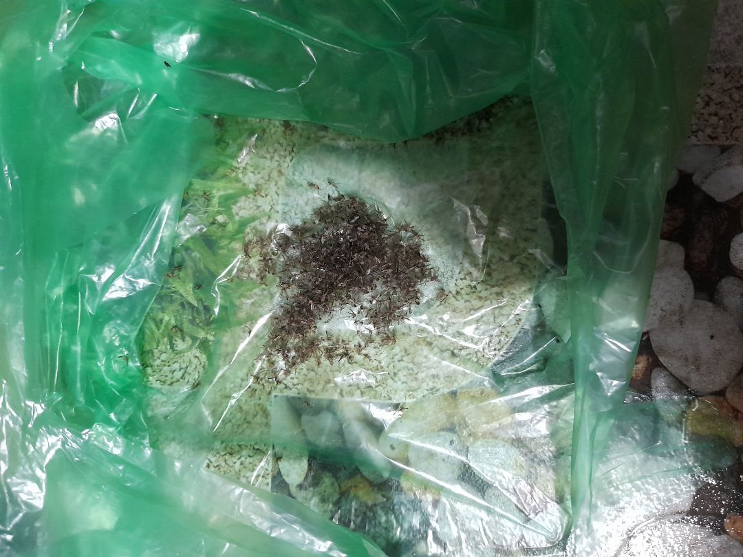 đèn bắt muỗi rất tốt 1 đêm mà đã đc 1 đĩa muỗi chiên rồi 😁 nhưng nhà mình quá nhiều muỗi chắc phải mua thêm cái nữa . và đèn nhiều màu tím hơn chắc thu hút đc nhiều muỗi hơn màu tím đèn vẫn hơi nhạt