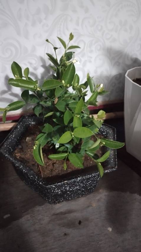 Giao hàng nhanh, cây đẹp cho shop 5 sao