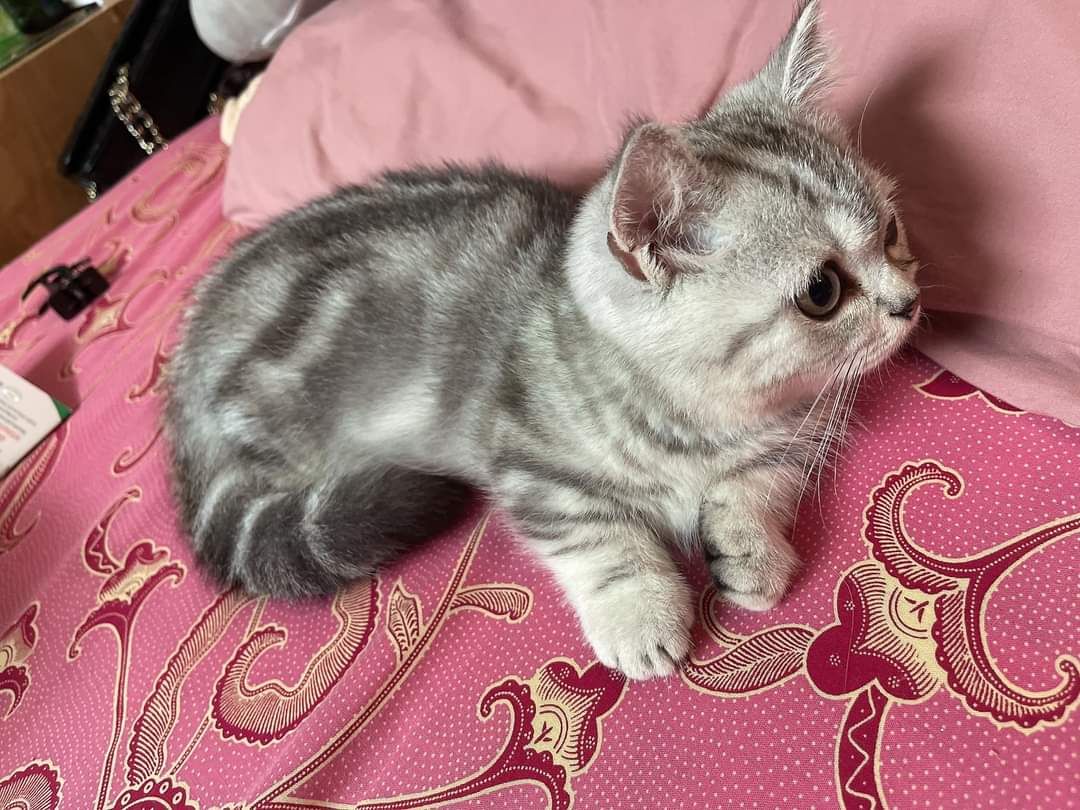 Chất lượng, tẩy rửa mùi nhẹ nhàng