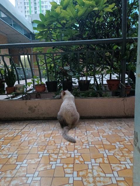 Date dài, giá tốt