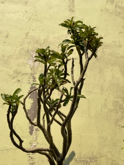 Cây không như hình hay video, cây xấu,tệ