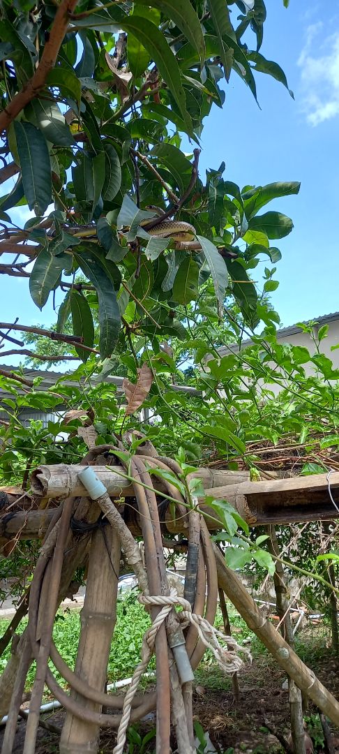 mua khăn kích thước 25×25 mà giao khăn nhỏ xíu chỉ 12×24 rất thất vọng, shop làm ăn k có tâm nếu khăn nhỏ thì nói nhỏ để người mua cân nhắc trước khi mua để khi mua về nhỏ xíu k làm được gì, liên hệ với shop thì bảo giao hàng đúng mẫu, k có bn tiền mà làm ăn vậy mua 1 lần rồi chạy mất dép