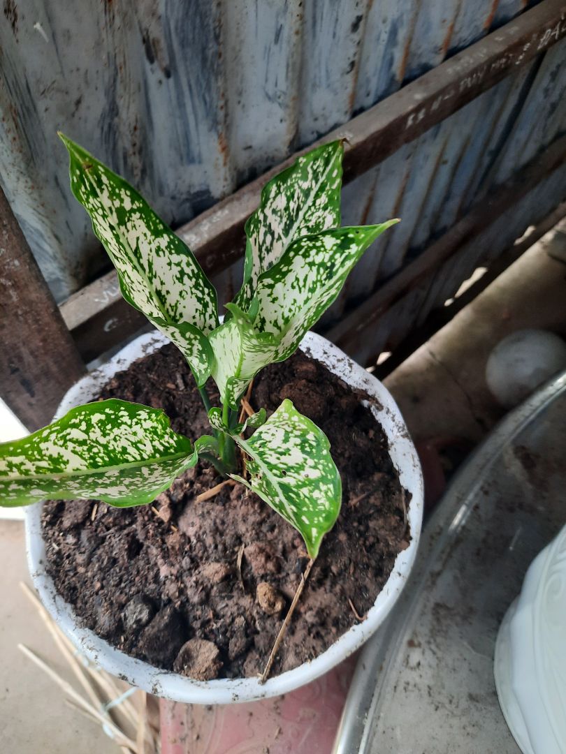 Shop giao hàng nhanh , nhưng khi đến trạm giao hàng, đã giam hàng lại nên trễ mất 3 ngày. Một trải nghiệm không hề dễ chịu tí nào .