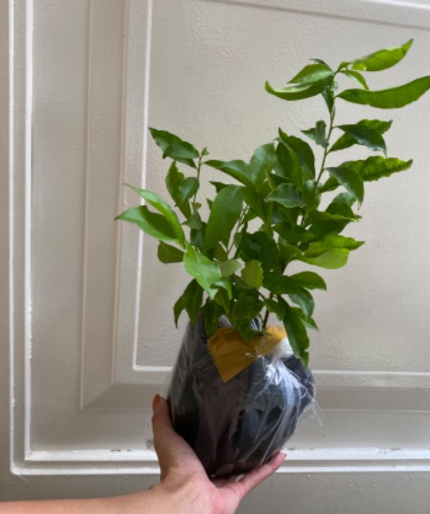 Cây khá là đẹp và đúng mới tả, gói rất kỹ và cẩn thận, rất đẹp, trông rất là trân trọng cái cây, bất ngờ nhất là giao từ Đồng Tháp đến HCM mà mới đặt chiều hôm trước là hôm sau nhận được ngay trong buổi sáng luôn ^^ anh shipper rất nhiệt tình thân thiện, đem vào tận nhà luôn :) Thanks all (còn lại là hãy xem mình có thể chăm ẻm được đến lúc ẻm ra hoa ko)