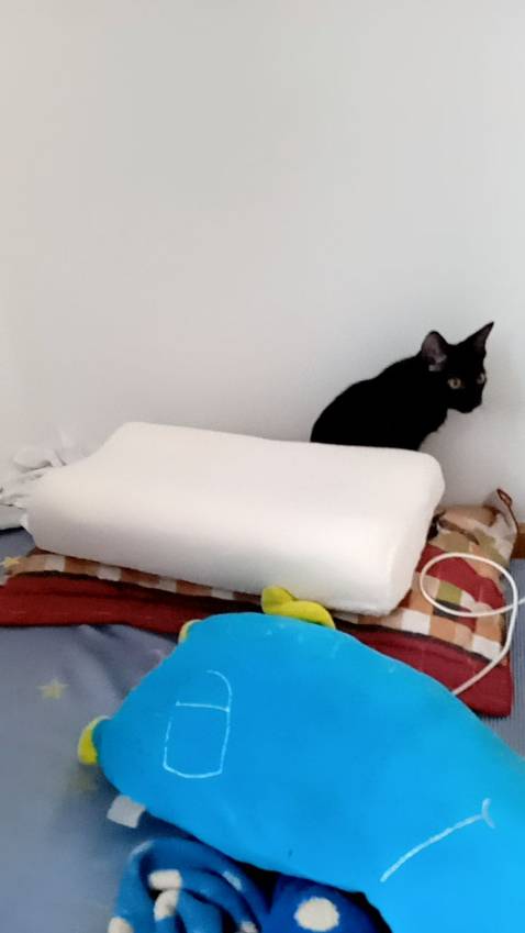 Gối khá nhẹ, ngủ êm, có độ đàn hồi, giá cả hợp lí, bên ngoài có vỏ bọc cao su bên trong. Mua về ban đầu hơi xẹp nhưng shop dặn để một lúc tự hồi thì gối hồi thật. Lõi casu nên chắc dùng bền, so với gối vài trăm thì ko bằng được nhưng hợp túi tiền mọi người nên mua nhé