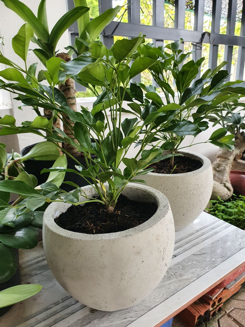 cây hoi nhỏ hơn video