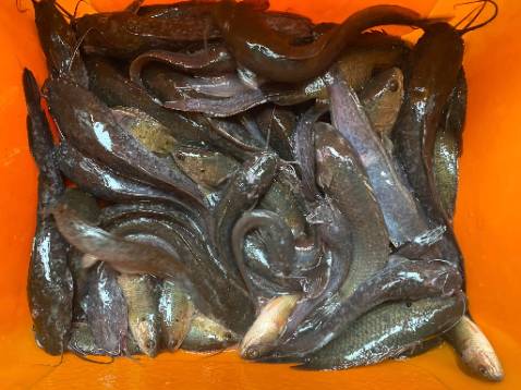 Hàng đẹp giá cả hợp lý, shop phục vụ tốt, nhanh nhẹn. Ủng hộ shop lâu dài..... hợp với đội mê đồ câu