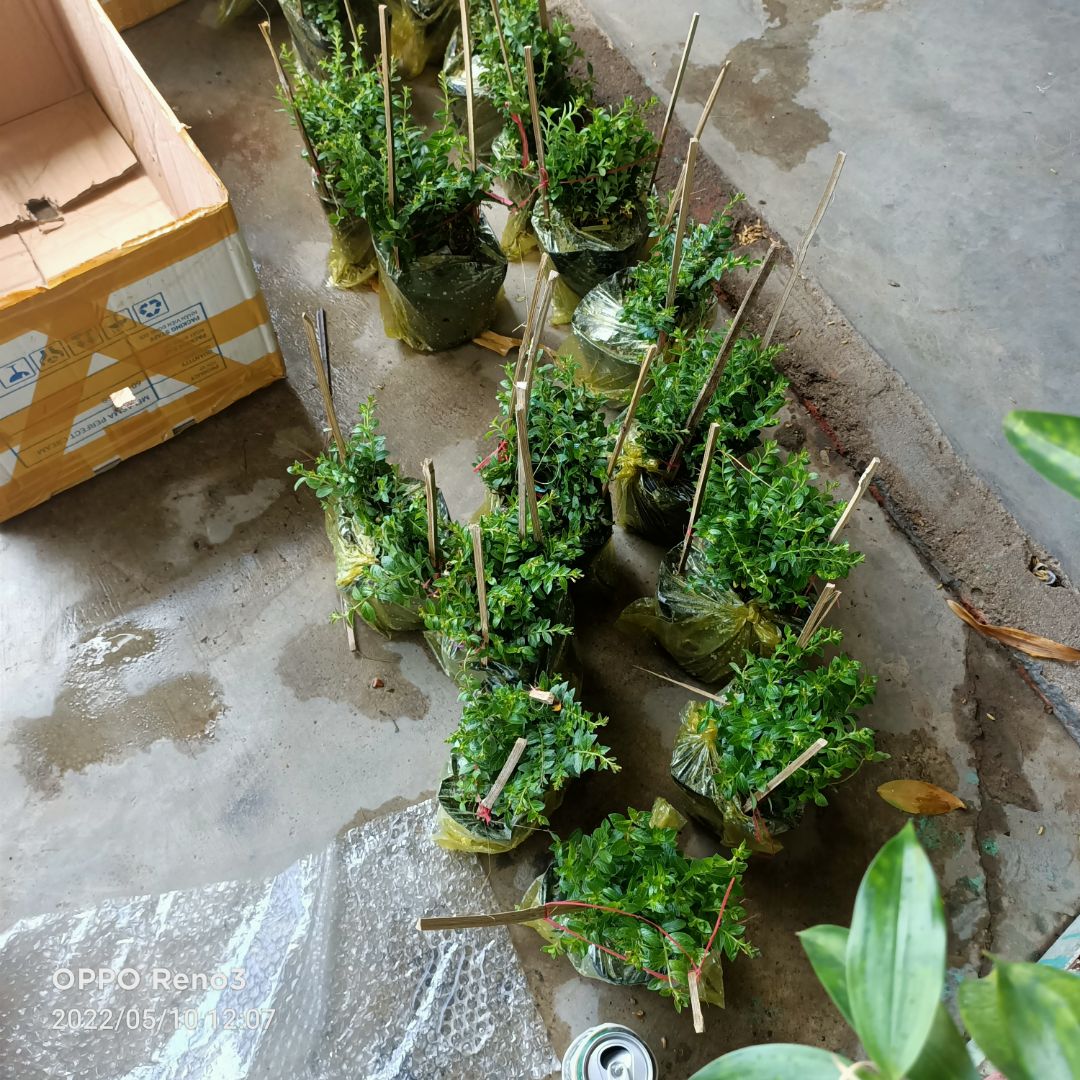 Phù hợp giá tiền, cây xanh tốt.