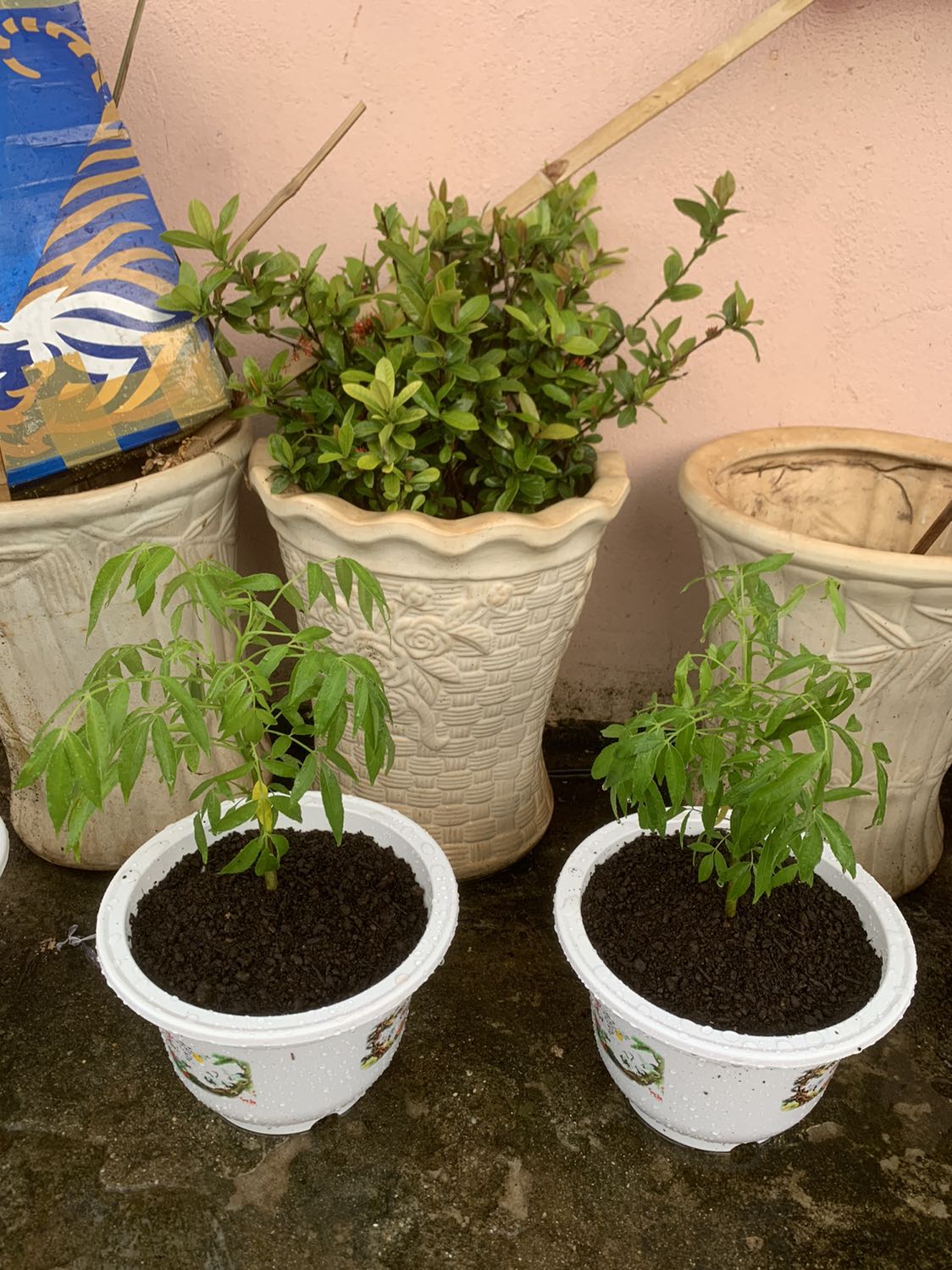 Cây giao về còn tươi tốt shop uy tín 🤩