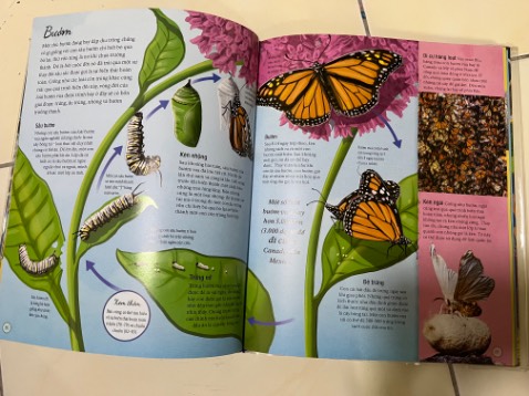 Nhiều kiến thức thú vị. Hình ảnh đẹp. Nhưng gáy sách có vẻ không được chắc chắn lắm. Tiki giao hàng cực nhanh.