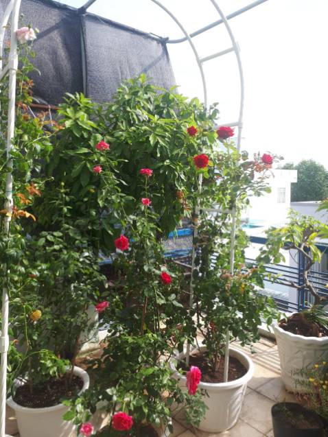 Sản phẩm PMP phong phú chủng loại và rất tốt cho hoa hồng. nên sử dụng vì là sản phẩm hữu cơ. Tiki giao hàng nhanh, shipper nhiệt tình.