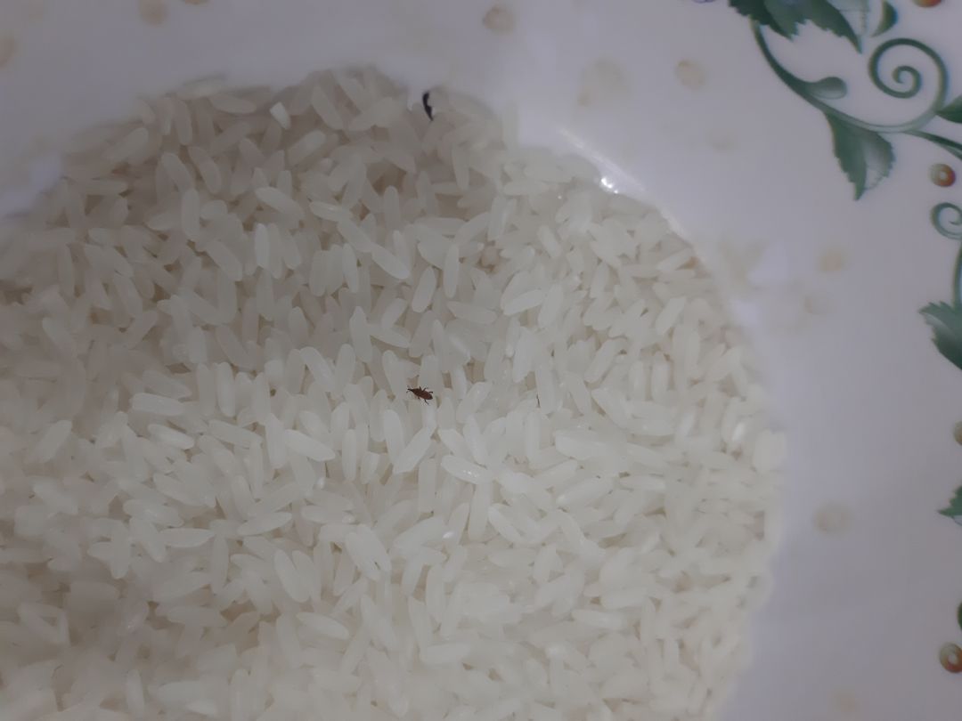 bịch của mình cắt đổ ra chục con mọt gạo đen thui. có yêu cầu tiki hoàn tiền thẳng cho mình nhưng tiki k đồng ý bắt phải theo trình tự thu hồi rồi mới hoàn hay sao. k lẽ mình phải moi thùng rác lụm lại đống mọt gạo của số gạo bỏ đi đó. mà giao 2 bịch đều bị nên đành đem bỏ số gạo đó chứ lỡ ăn phải bị gì nữa. rất nhiều người phản ánh mà k thấy giải quyết cho mìnn bịch của mình cắt đổ ra chục con mọt gạo đen thui. có yêu cầu tiki hoàn tiền thẳng cho mình nhưng tiki k đồng ý bắt phải theo trình tự thu hồi rồi mới hoàn hay sao. k lẽ mình phải moi thùng rác lụm lại đống mọt gạo của số gạo bỏ đi đó. mà giao 2 bịch đều bị nên đành đem bỏ số gạo đó chứ lỡ ăn phải bị gì nữa. rất nhiều người phản ánh mà k thấy giải quyết cho mìnn