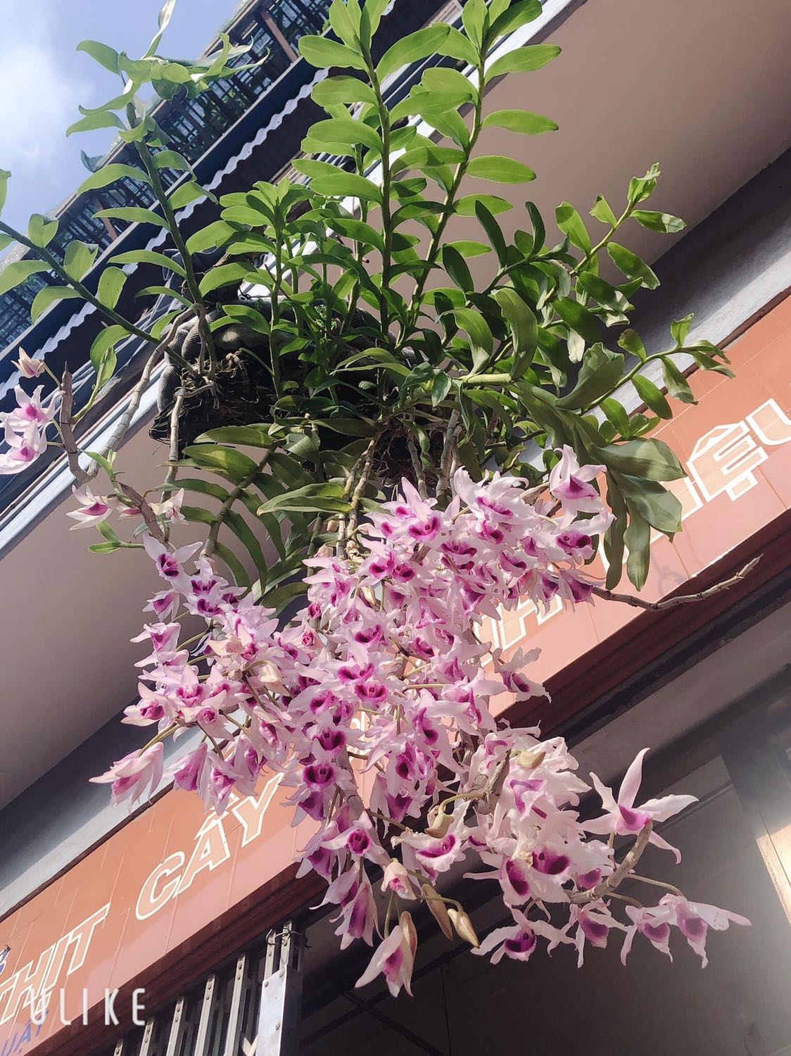 Bo trong ko vào đc. Mua dây tốt nhất mua tại cửa hàng