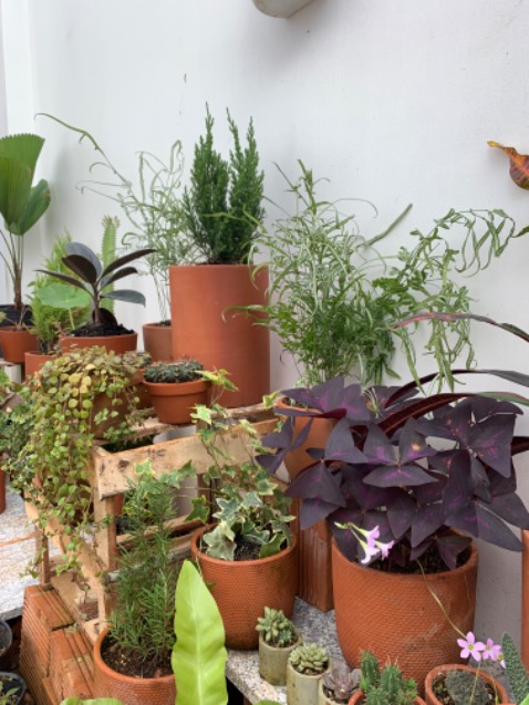 Cây đẹp, tươi, nên mua nhé ace